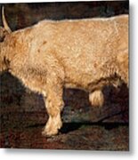 Scottish Highland Bull Metal Print