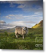 Scottish Sheep Metal Print