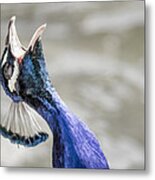 Screaming Peacock Metal Print