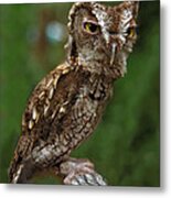 Screech Owl. Seminole County. Metal Print