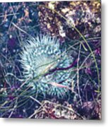 Sea Anenome - Terrestrial Flower Metal Print