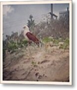 Sea Eagle Metal Print