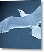 Sea Gull Over Icy Water Metal Print