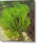 Sea Lettuce Metal Print