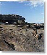 Sea Lion Pup Relaxing In Egas Port Metal Print