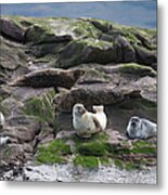Sea Lions Sitting On The Rock At The Metal Print