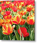 Sea Of Red And Orange Tulips - Full Metal Print