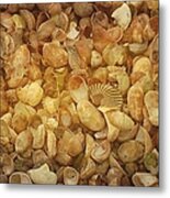 Seashells Red River Beach Harwich Cape Cod Ma Metal Print