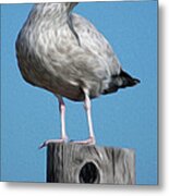 Seagull Metal Print