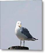 Seagull Looking For Some Food Metal Print