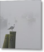Seagull On A Foggy Morning Metal Print