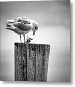 Seagull On Pier Metal Print