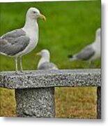 Seagull On Stone Bench Metal Print