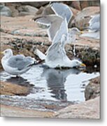 Seagull Swimming Pool - Acadia Metal Print