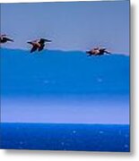 Pelicans On Monterey Bay Metal Print