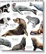 Seals And Sea Lions Of The World Metal Print