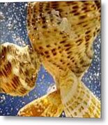 Seashells Metal Print