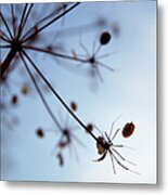 Seed For The Spring Metal Print