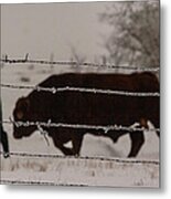 Seeking Shelter From The Cold Metal Print