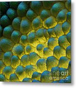 Sem Of Rapeseed Flower Metal Print