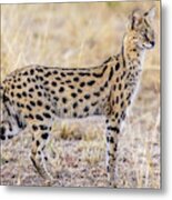 Serval Hunting Metal Print