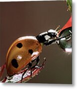 Seven-spotted Ladybird Drinking Metal Print