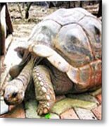 Seychelles Giant Turtle 🐢✌️😊 Metal Print