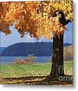 Shade Tree In Fall Metal Print