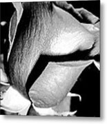 Shades Of Rose Metal Print