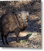 Sharing The Trail Metal Print