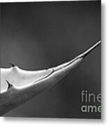 Sharp Agave. Metal Print