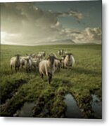 Sheep Metal Print