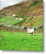 Sheep On Pasture, Ireland Metal Print