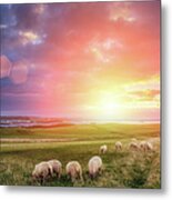 Sheeps In Ireland At Sunset Metal Print