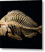 Sheepshead Fish Skeleton Metal Print