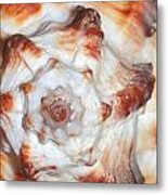 Shell Metal Print