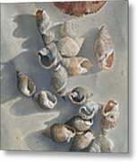 Shells On A Sandy Beach Metal Print