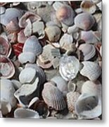 Shells On Treasure Island Metal Print