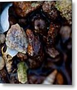 Shells With Bauxite Metal Print