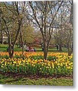 Sherwood Gardens Yellow Tulips Metal Print