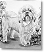 Shih Tzu In Black And White Metal Print