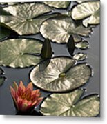 Shimmering Lily Pads Metal Print
