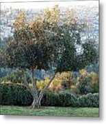 Shin Olive Tree Over Jerusalem Metal Print