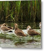 Shore Bird Siesta Metal Print