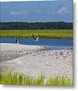 Shorebirds And Marsh Grass Metal Print