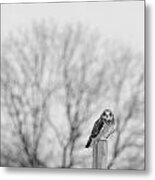 Short-eared Owl In Black And White Metal Print