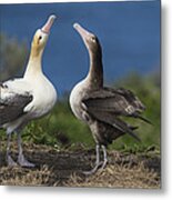 Short-tailed Albatross Courting Metal Print