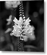 Obedient Plant In Black And White Metal Print