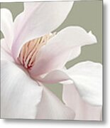 Shy Magnolia Flower Blossom Metal Print