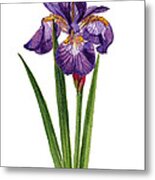 Siberian Iris Ii - Iris Sibirica Metal Print